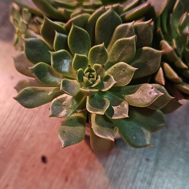 Photo of the plant species Graptoveria 'Olivia' by @NourishedEncina named Taylor Swift on Greg, the plant care app