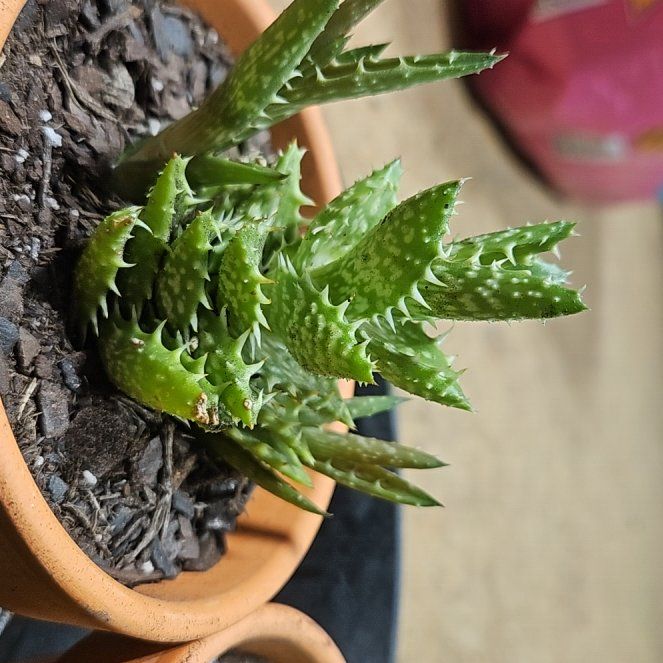 Photo of the plant species Aloe zanzibarica by @NourishedEncina named Darwin on Greg, the plant care app
