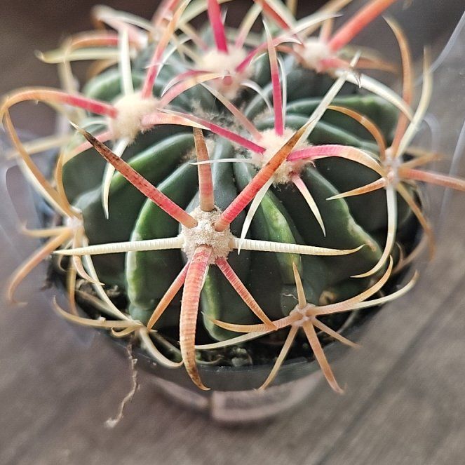 Photo of the plant species Devil's Tongue Barrel Cactus by @NourishedEncina named Gaga on Greg, the plant care app