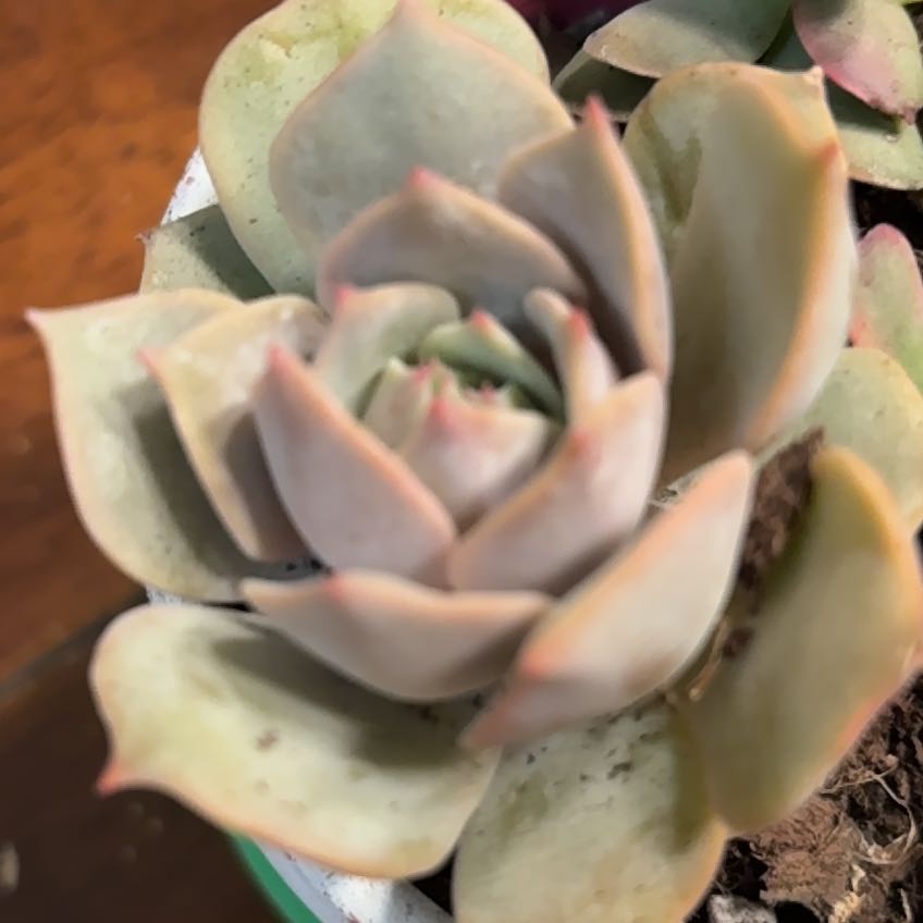 Photo of the plant species Echeveria 'Angel Kissed' by @GoldBeech99 named Tupot amaroot on Greg, the plant care app