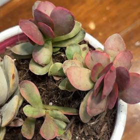 Photo of the plant species Pink Jade by @GoldBeech99 named Winston on Greg, the plant care app