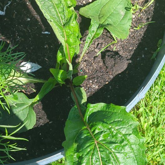 Photo of the plant species Broad-Leaved Dock by @YeveEggplant77 named Huckleberry Fern on Greg, the plant care app
