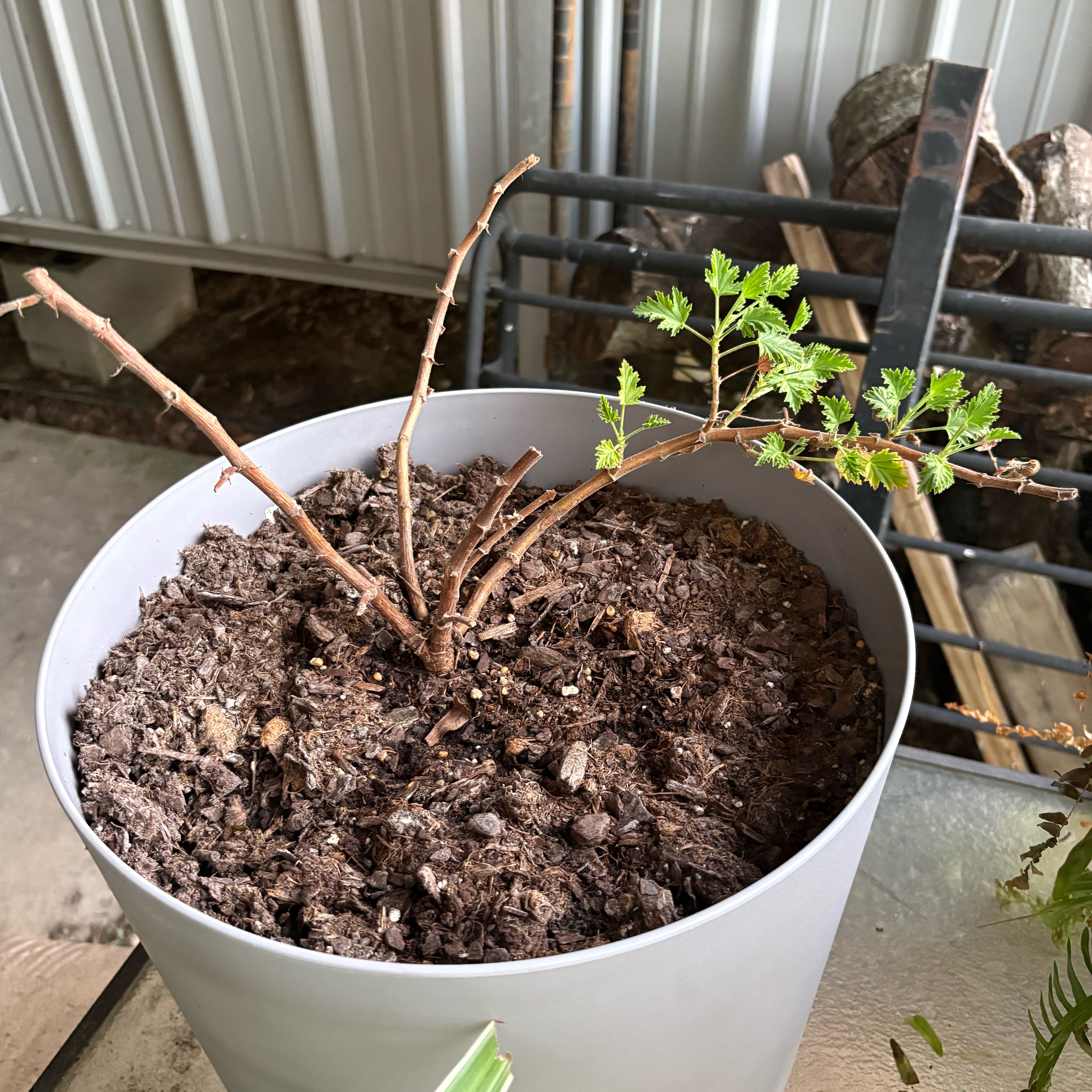 Photo of the plant species Citronella (anti-mosquito plant) by @SilkyPandan69 named Citronella on Greg, the plant care app
