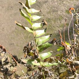 Photo of the plant species House Holly-Fern by @SilkyPandan69 named Messi on Greg, the plant care app