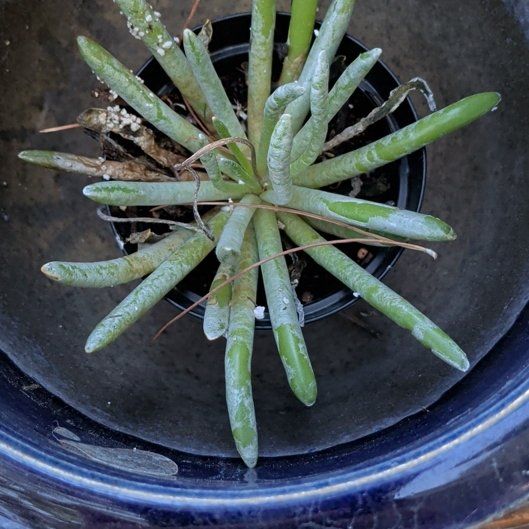 Photo of the plant species Fingertips by @FullPurei11 named Kardashian on Greg, the plant care app
