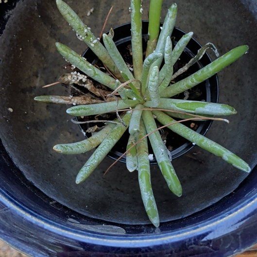 Photo of the plant species Fingertips by @FullPurei11 named Delilah on Greg, the plant care app