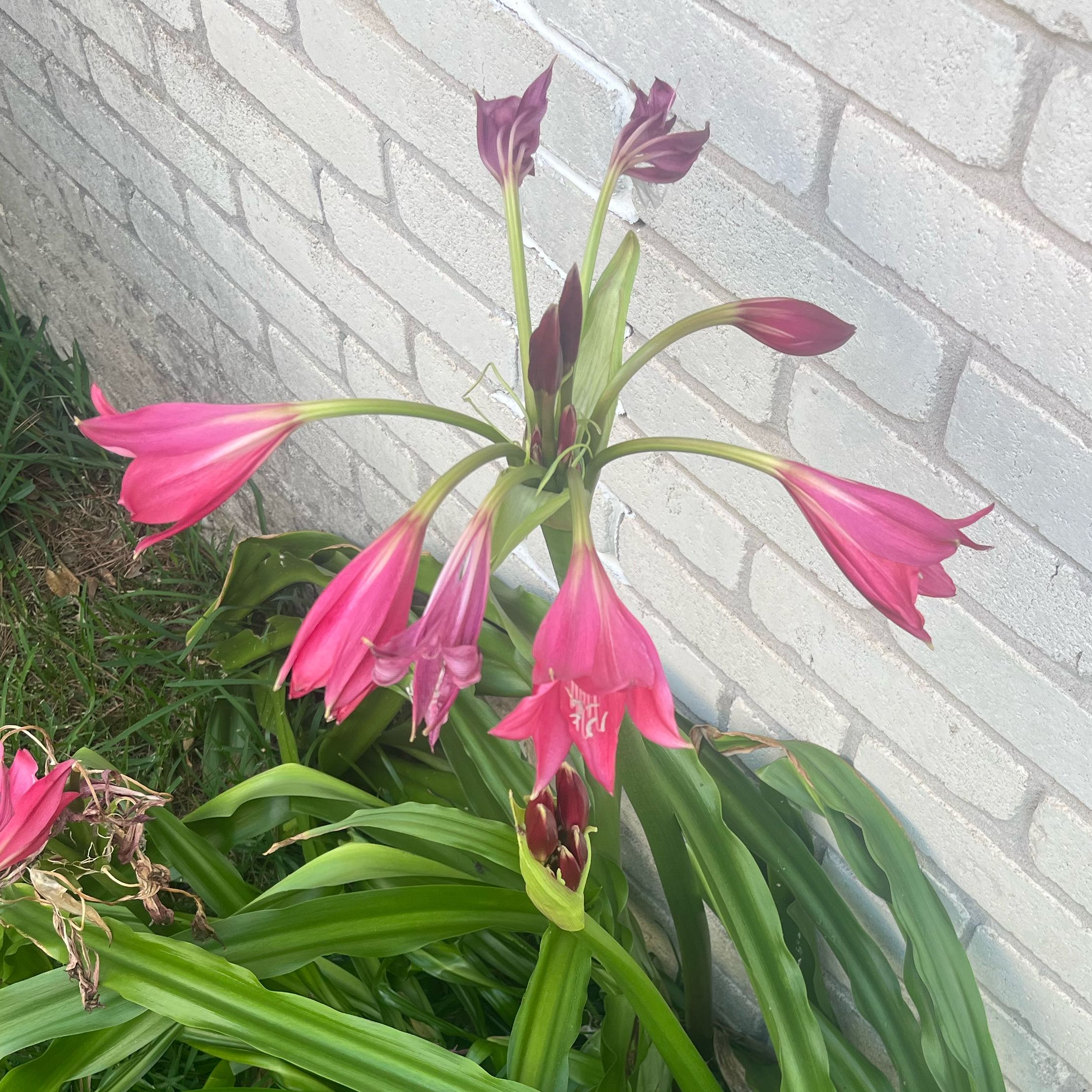 Photo of the plant species Barbosa Lily by @HoneyedPeanut46 named Lavender on Greg, the plant care app