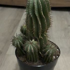 Photo of the plant species Milk Barrel Cactus by @DoughtyChards61 named Orwell on Greg, the plant care app