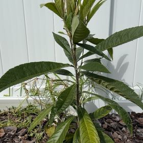 Photo of the plant species Japanese Medlar by @KineticTaro61 named Wall-E on Greg, the plant care app