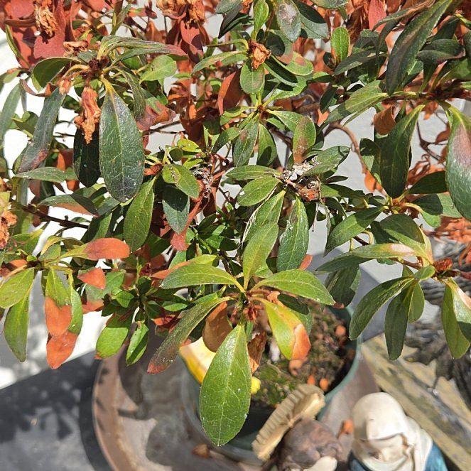 Photo of the plant species Japanese Andromeda by @MerryIcarus16 named Denali on Greg, the plant care app