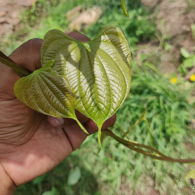Photo of the plant species Wild Yam by @HighAtom17 named Orlando Bloom on Greg, the plant care app