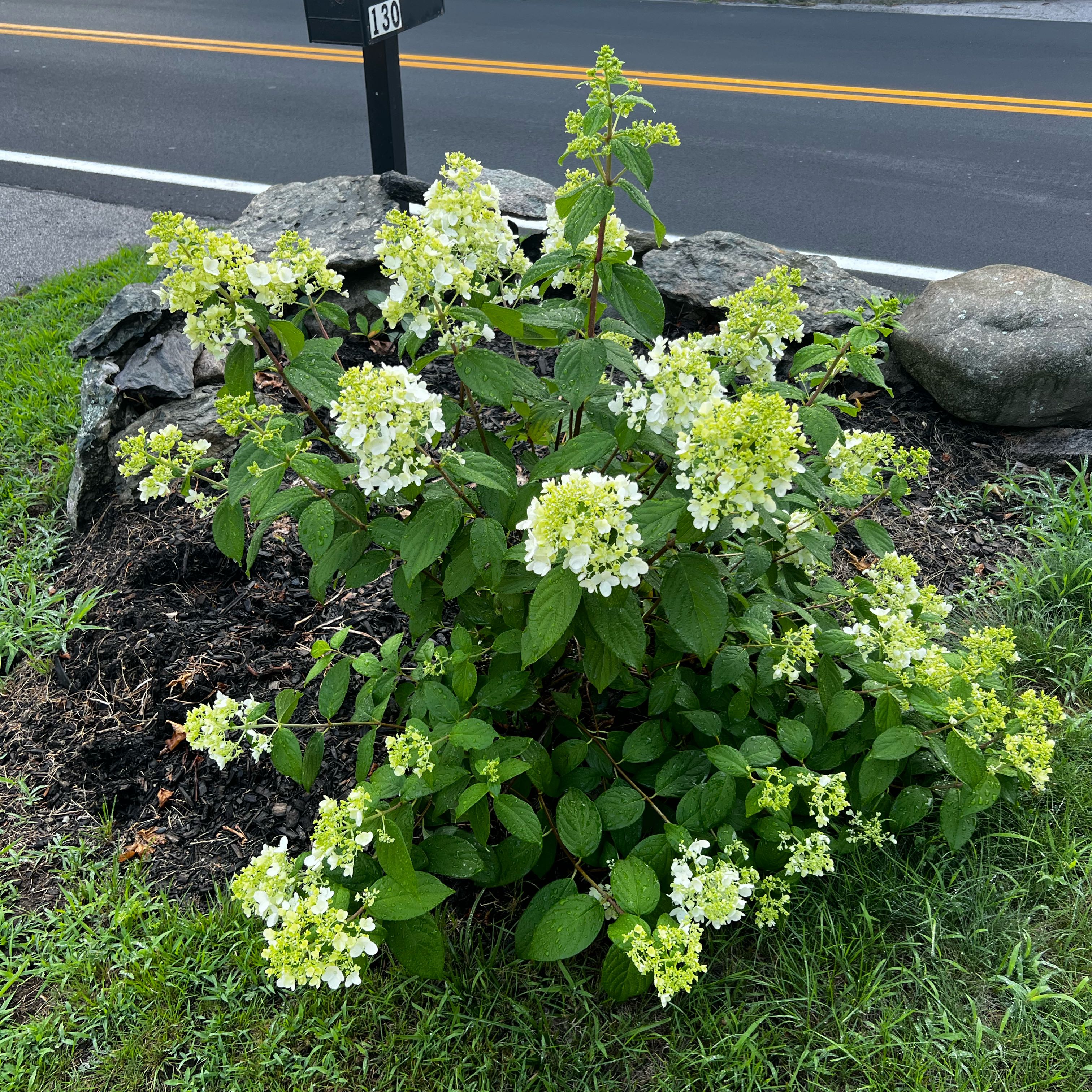 Photo of the plant species Panicle Hydrangea by @JoyfulAnthora32 named Harry on Greg, the plant care app
