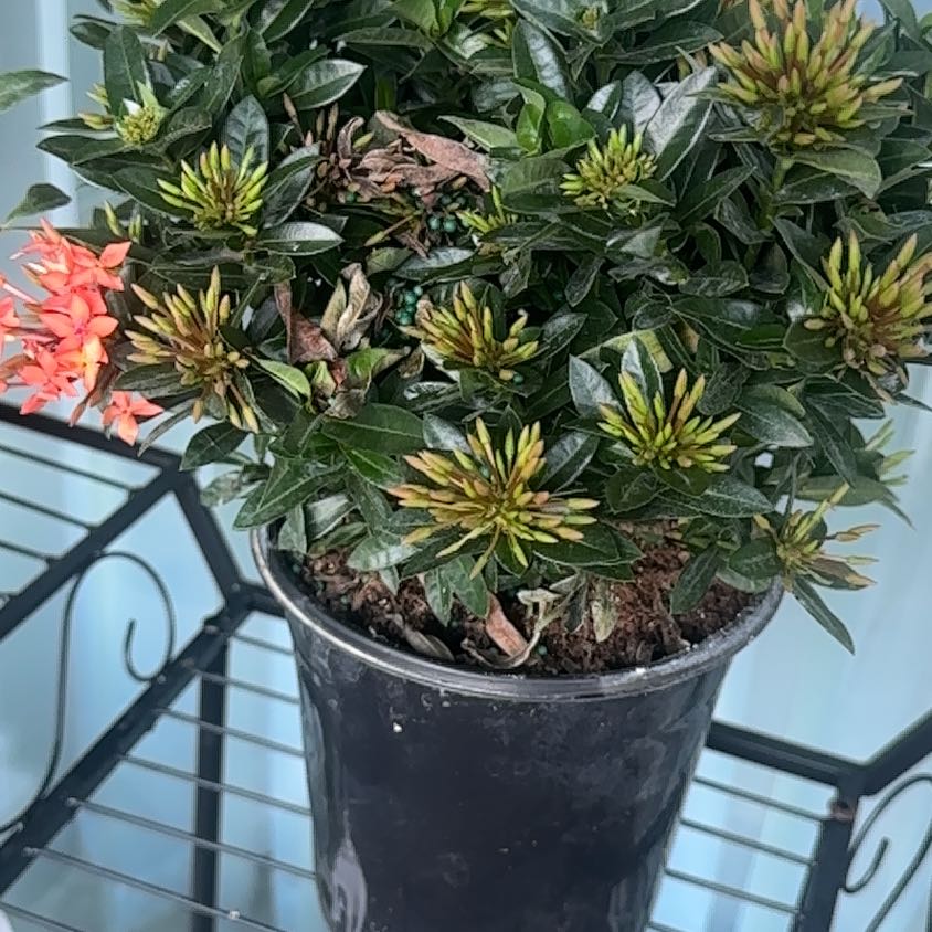 Photo of the plant species Treasureflower by @YesChives52 named Gaga on Greg, the plant care app