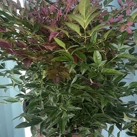 Photo of the plant species Sacred Bamboo by @YesChives52 named Cleopatra on Greg, the plant care app