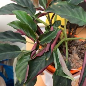 Photo of the plant species Eternal Flame by @RadJuneplum51 named Sigmund on Greg, the plant care app