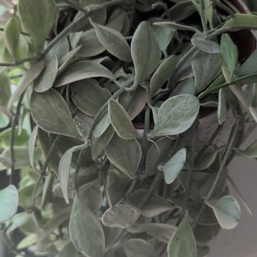 Photo of the plant species White Diamond Dischidia by @PoeticMelon59 named Eva on Greg, the plant care app