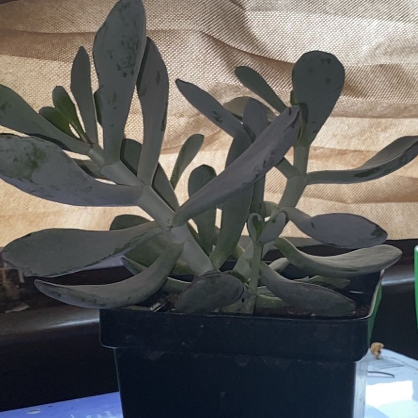 Photo of the plant species Pig's Ear by @ModelCowpea46 named Planty on Greg, the plant care app