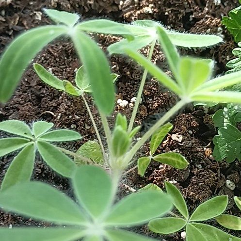 Photo of the plant species Texas Bluebonnet by @FunSarcodes82 named Queen on Greg, the plant care app