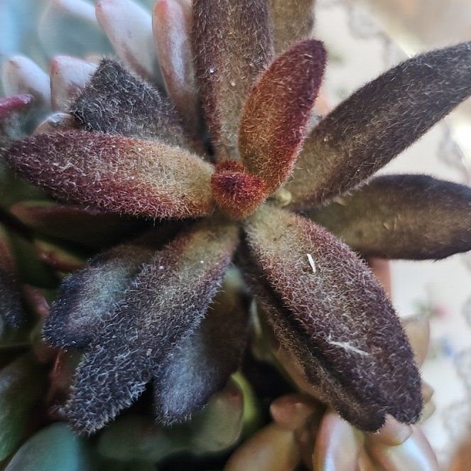 Photo of the plant species Leatherleaf by @ProChosmo59 named Harmony on Greg, the plant care app