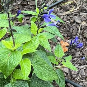 Photo of the plant species Anise-Scented Sage by @NiftyLichen16 named Figyonce on Greg, the plant care app