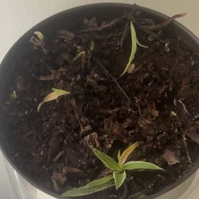 Photo of the plant species Sweet William by @GutsyFivespot72 named Orwell on Greg, the plant care app