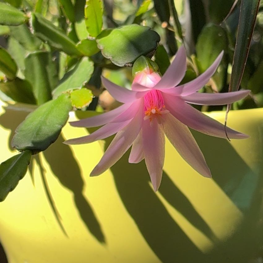 Photo of the plant species Sacred Lotus by @FunnyOrchid1 named Lotus on Greg, the plant care app