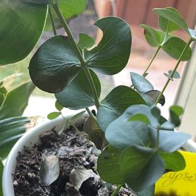 Photo of the plant species Silver Dollar Tree by @FullBlueech27 named Eucalypso on Greg, the plant care app