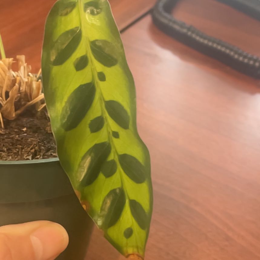 Photo of the plant species Calathea 'Cora' by @FullBlueech27 named Coraline on Greg, the plant care app