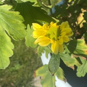 Photo of the plant species Cowpen Daisy by @FullBlueech27 named Harper on Greg, the plant care app
