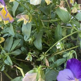 Photo of the plant species Wild Pansy by @FullBlueech27 named Lavender on Greg, the plant care app