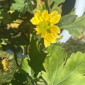 Photo of the plant species Cowpen Daisy by @FullBlueech27 named Foxxy on Greg, the plant care app