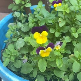 Photo of the plant species Wild Pansy by @FullBlueech27 named Sol on Greg, the plant care app