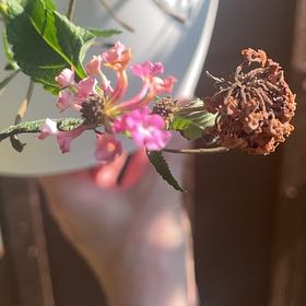 Photo of the plant species Lantana by @FullBlueech27 named Bodhi on Greg, the plant care app