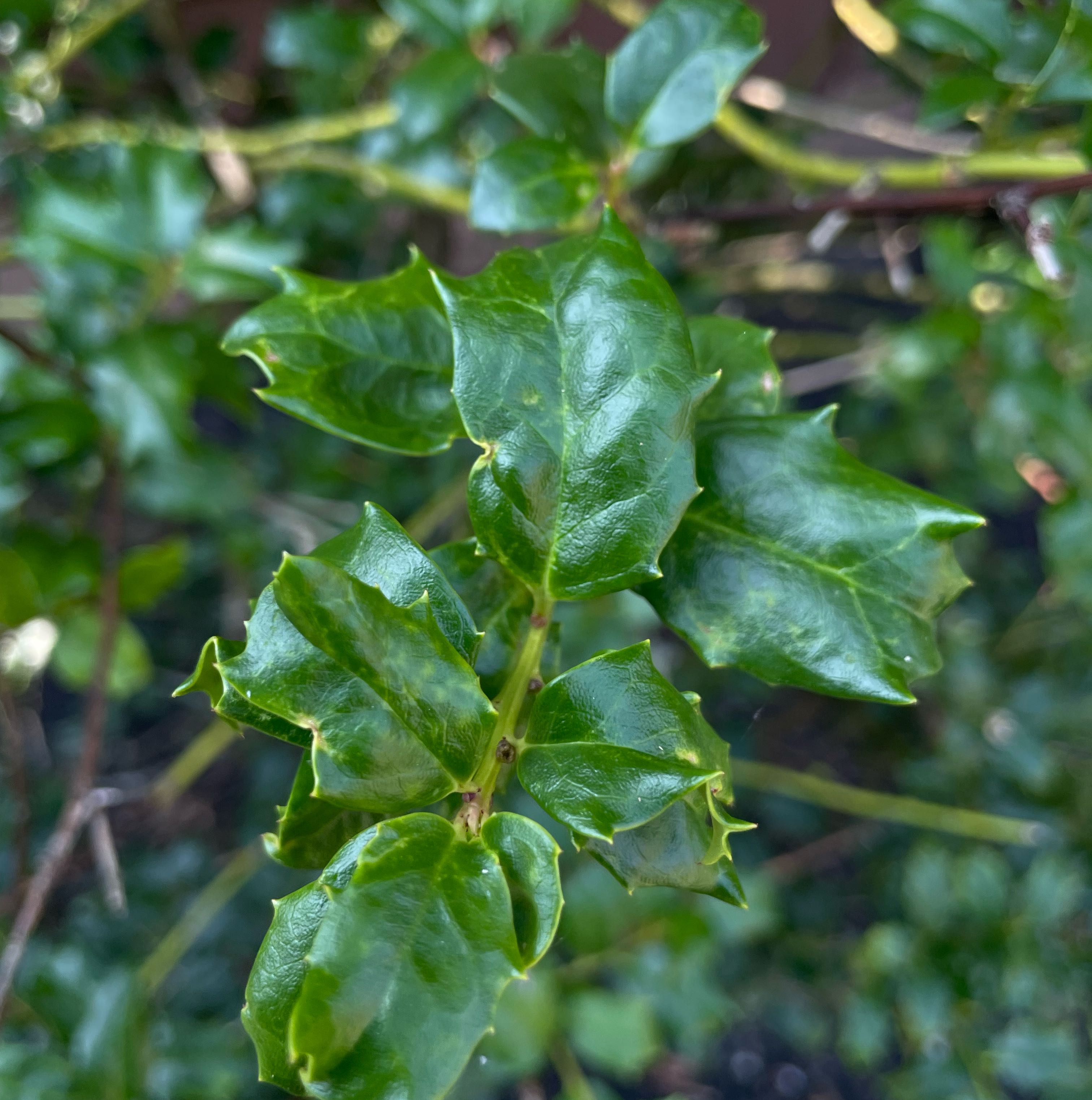 Photo of the plant species Chinese Holly by @FullBlueech27 named Bruce Lee on Greg, the plant care app