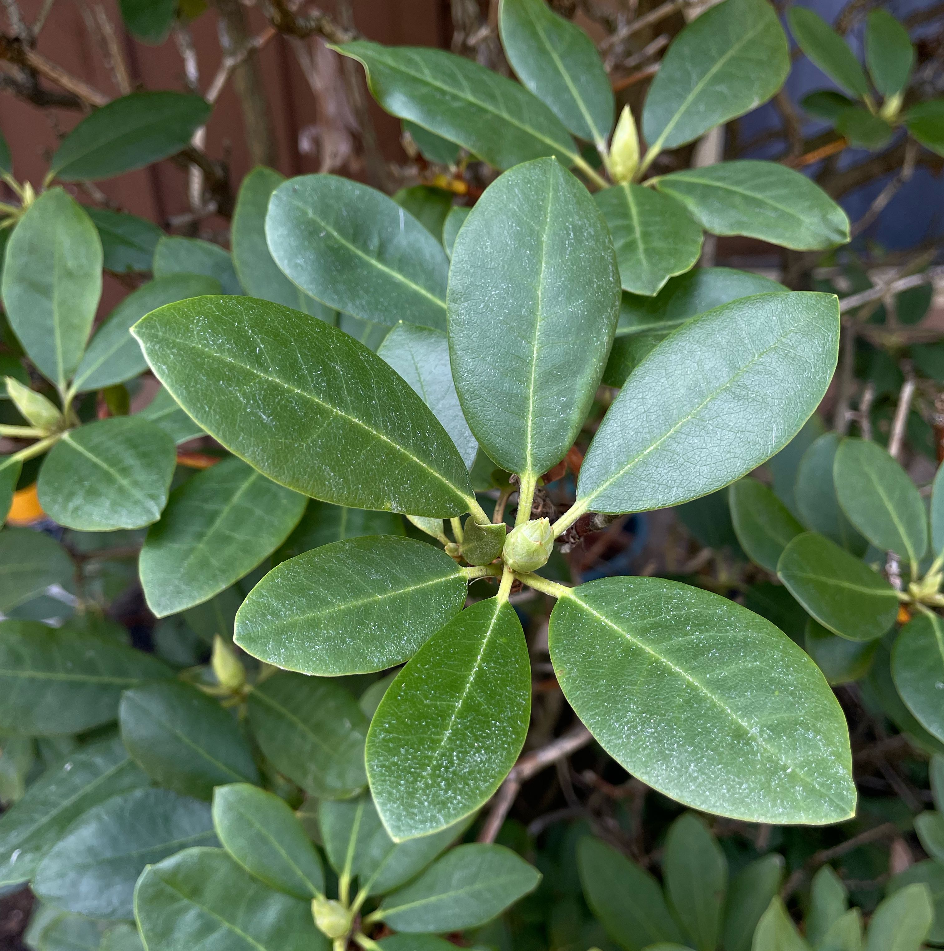 Photo of the plant species Pontian Rhododendron by @FullBlueech27 named Darwin on Greg, the plant care app