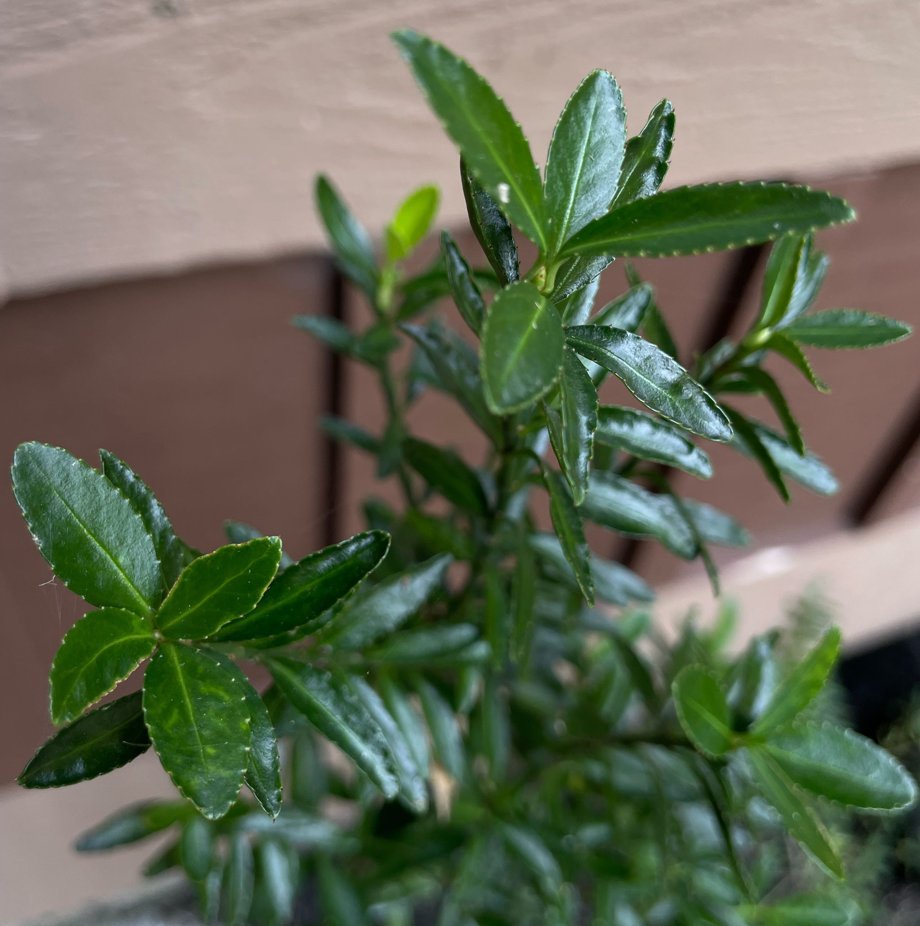 Photo of the plant species Japanese Spindle by @FullBlueech27 named Sushi on Greg, the plant care app
