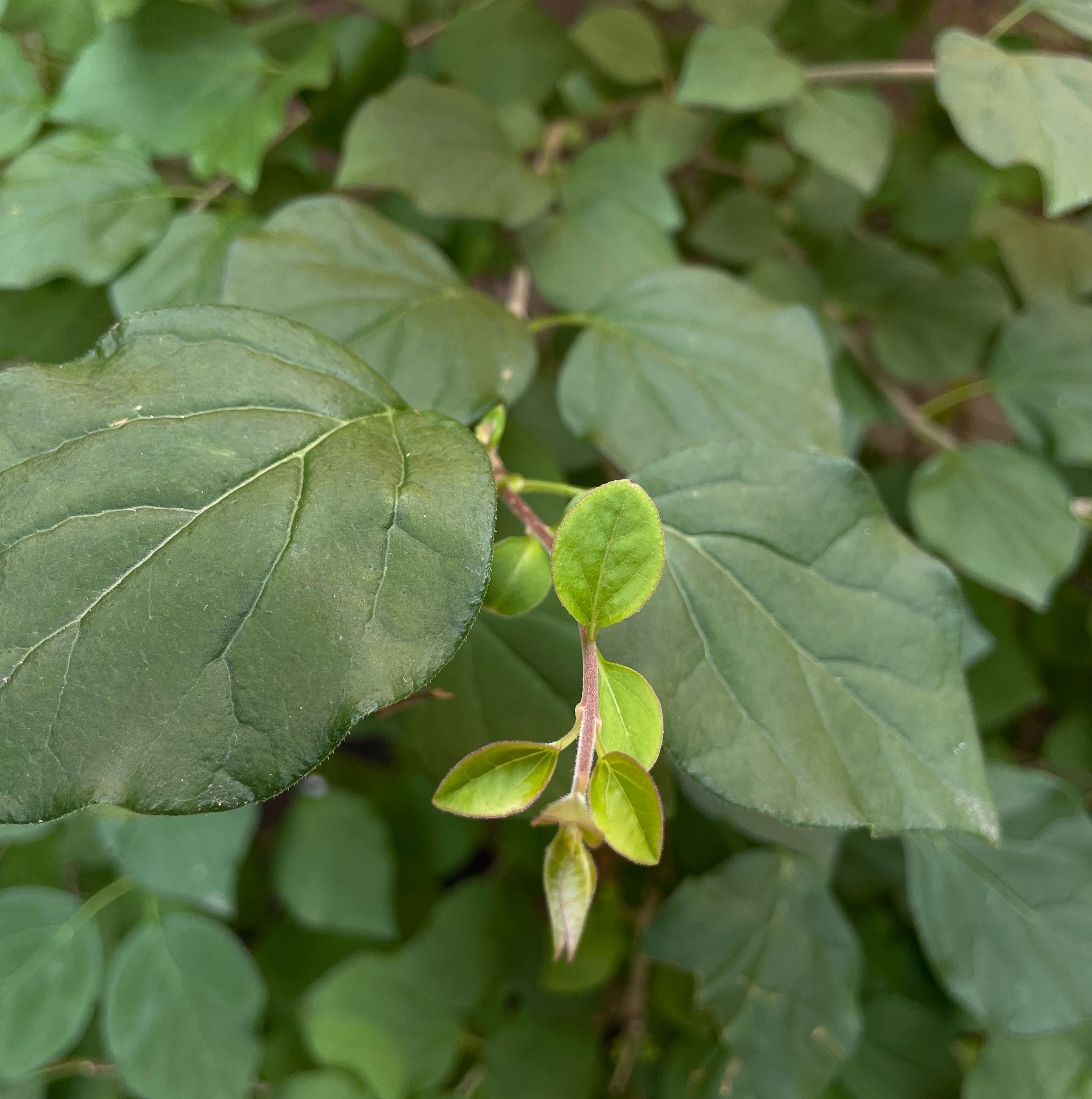 Photo of the plant species Quince by @FullBlueech27 named Sir Plancelot on Greg, the plant care app