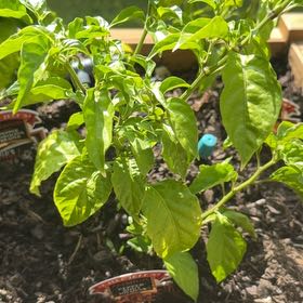 Photo of the plant species Bhut Jolokia by @AspiringDill72 named Bieber on Greg, the plant care app