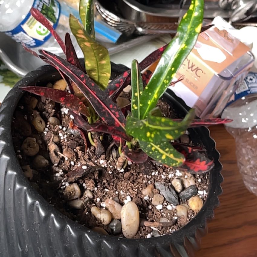Photo of the plant species Croton Curly Boy by @TimelyRedtree86 named Toxic on Greg, the plant care app