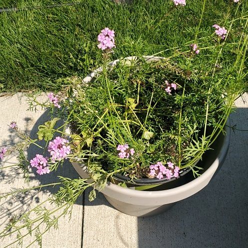 Photo of the plant species Siberian Sea Thrift by @ProperlyCosmo named Huckleberry Fern on Greg, the plant care app