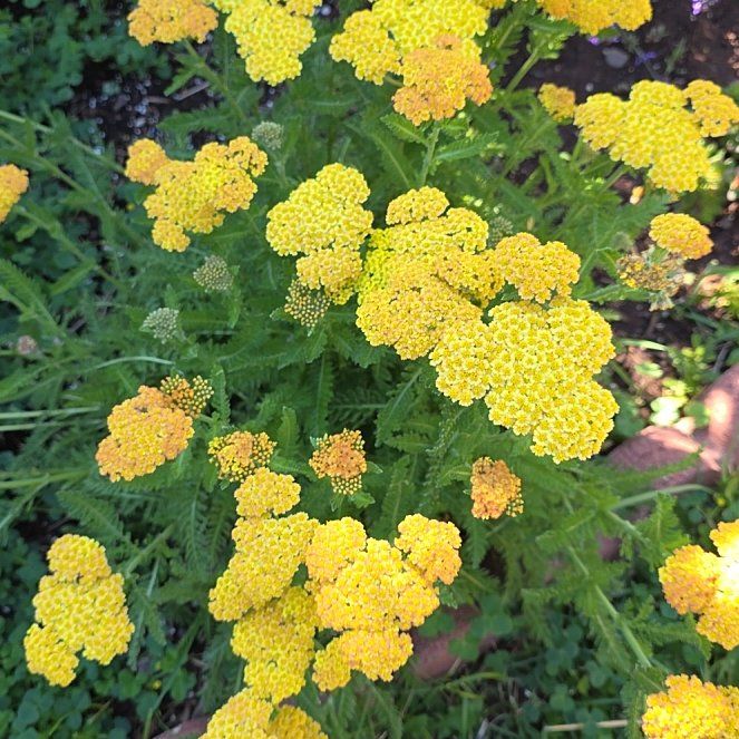 Photo of the plant species Fernleaf Yarrow by @ZestHardpine25 named Oscar on Greg, the plant care app
