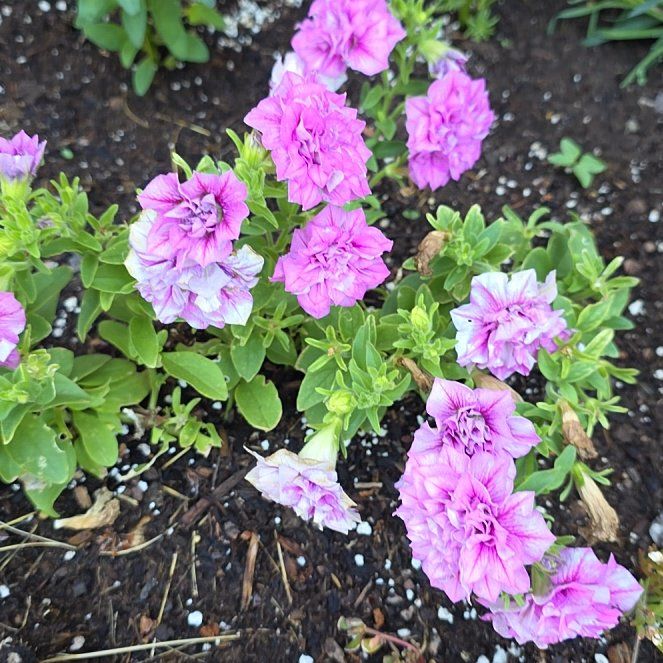 Photo of the plant species Sweet William by @ZestHardpine25 named Scarlett on Greg, the plant care app