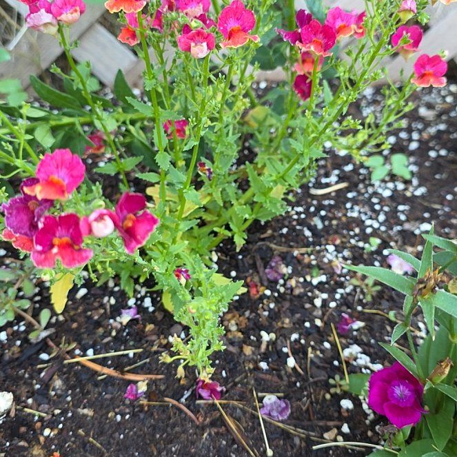 Photo of the plant species Nemesia Fruiticans by @ZestHardpine25 named Treeyoncé on Greg, the plant care app