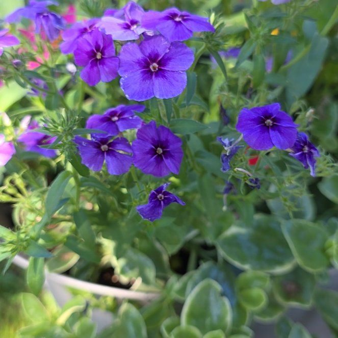 Photo of the plant species Drummond's Phlox by @ZestHardpine25 named Eva on Greg, the plant care app