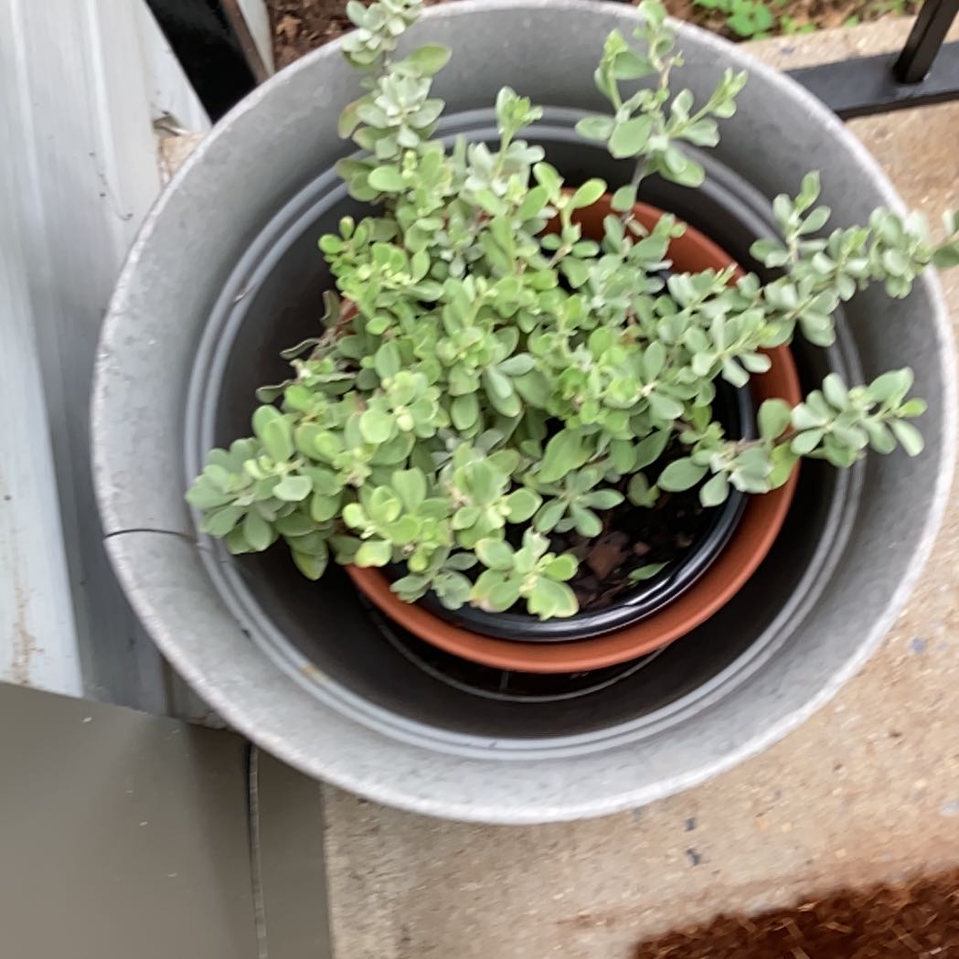Photo of the plant species Texas Barometer Bush by @ClearcutCapemay named Prince on Greg, the plant care app