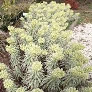 Photo of the plant species Spurge by @SageRimu47 named Tasmanian Tiger on Greg, the plant care app