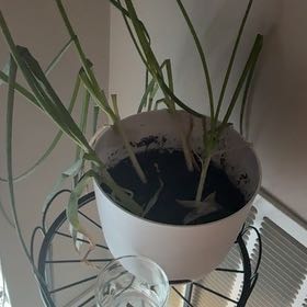 Photo of the plant species Green Onion by @YeahAgave46 named Zeus on Greg, the plant care app