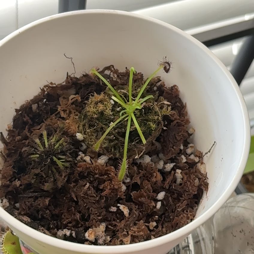 Photo of the plant species Cape Sundew by @PoshRedbeech63 named Tupot amaroot on Greg, the plant care app