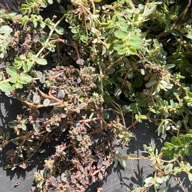 Photo of the plant species Milk Purslane by @ImpishKoa named Diana on Greg, the plant care app
