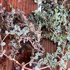 Photo of the plant species Blue Weed by @ImpishKoa named Kendall on Greg, the plant care app